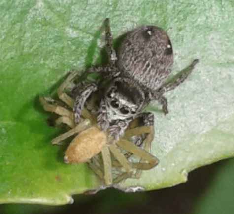 Salticidae : giovane Philaeus chrysops? No, Evarcha cfr. arcuata